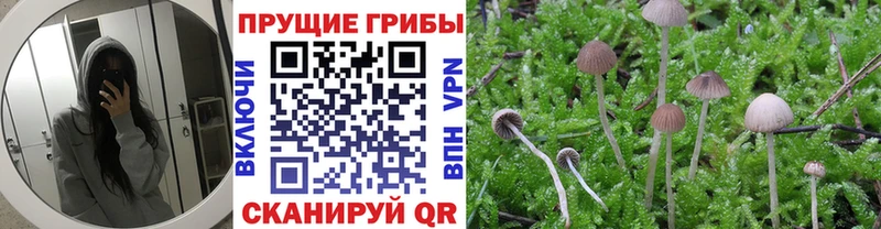 МЕГА ссылки Вольск Псилоцибиновые грибы Cubensis